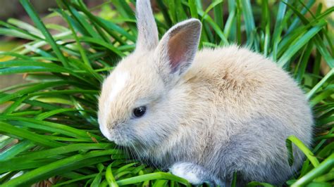 Pet Rabbit Guide - Howcast