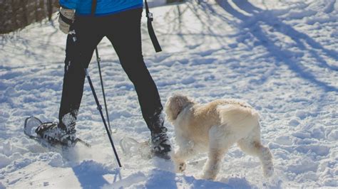 Snow Dog Breeds 20 Best Pups For Winter Adventures Outside Online