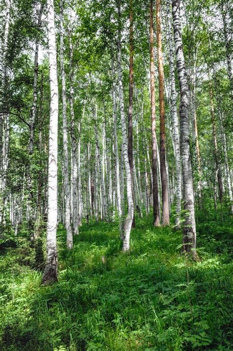 Birch Forest Stock Photo Image Of Wood Environmental 10460604