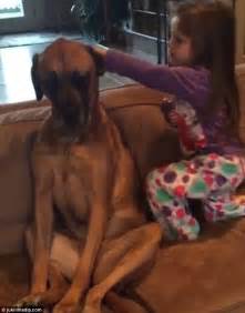 Facebook Video Shows Girl Giving Her Very Docile Great Dane A Check Up Daily Mail Online
