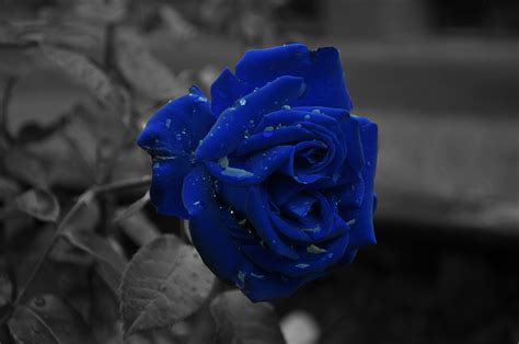 Blue And White Rose Wallpapers Top Free Blue And White Rose