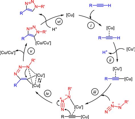 Copper Catalyzed Azidealkyne Cycloaddition Cuaac By Functionalized