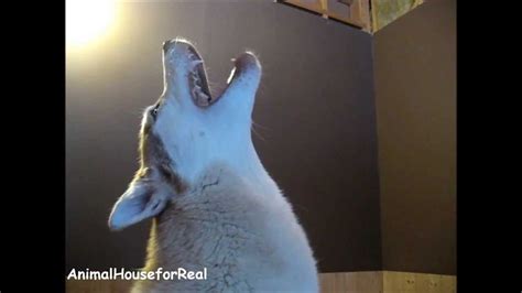 Siberian Husky Howling Compilation Youtube