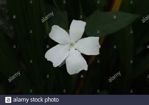 Close Up Of A Five Petal White Wild Flower In A Dark Background Stock