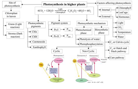 NCERT Solutions For Class Biology Chapter Photosynthesis In