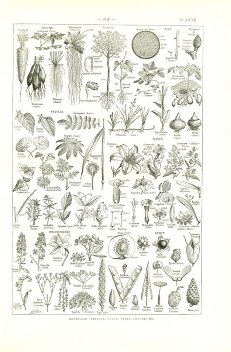 1922 Vintage Plant Poster Botanical Poster Natural Science Etsy