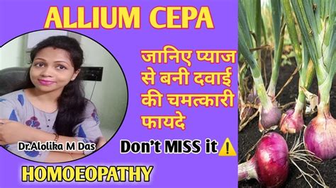 Allium Cepahomeopathic Medicineeffective Uses In Our Daily Life