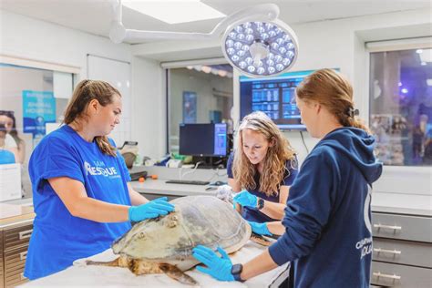 Clearwater Marine Aquarium Awarded Grant From The Sea Turtle Grants Program