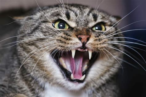 Cat Sounds What Miaowing Purring And Hissing Really Mean Zooplus