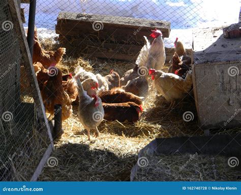 On The Farm Spring Mood In The Chicken Coop Stock Photo Image Of