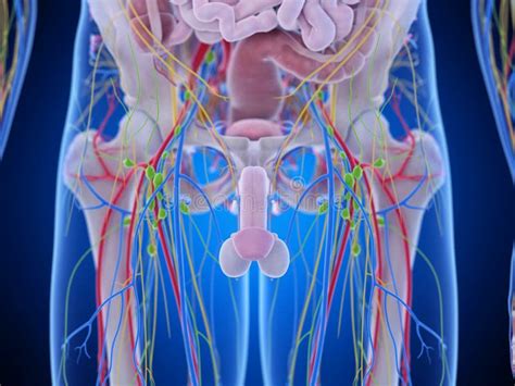 The Pelvic Anatomy Stock Illustration Illustration Of Organs 169371803
