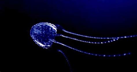 Irukandji Jellyfish Facts And Information