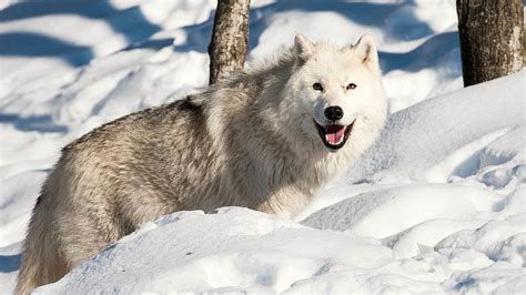 Chien Loup Neige De Lhiver Animaux Hd Fonds Décran 1920x1080