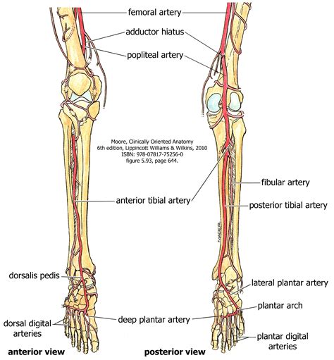 Blood Supply to the Leg and Foot – Human Anatomy for Physician