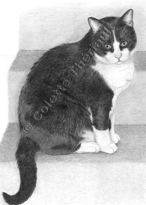 tuxedo cat drawing pet portraits painting custom graphite pencil pet portraits pet memorial gift