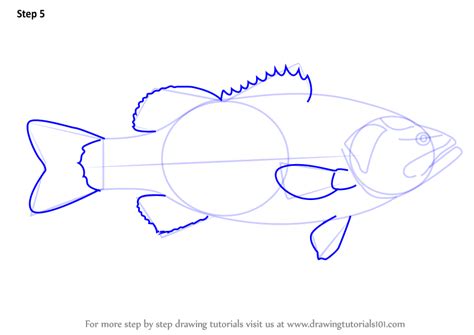 Next, add the face lines so you have guides for the eyes. Learn How to Draw a Largemouth Bass (Fishes) Step by Step ...