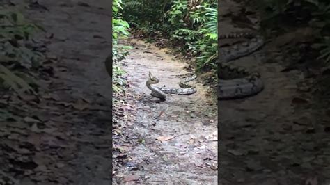 King Cobra Vs Reticulated Python At Macritchie Singapore Youtube