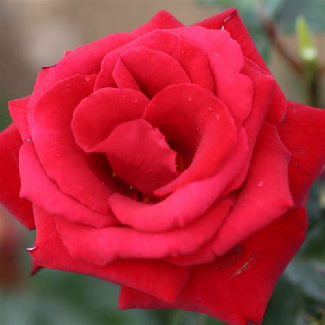 Here is a list of some amazing thinking of you messages and thinking of our you have been taking up a great amount of my mind lately; Rose 'Thinking Of You' - HT - Red Roses - Cowell's Garden ...
