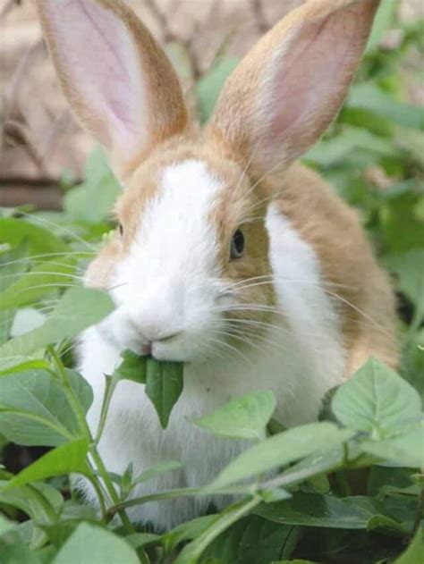 Find Out How To Stop Rabbits From Eating Your Plants And Flowers Az