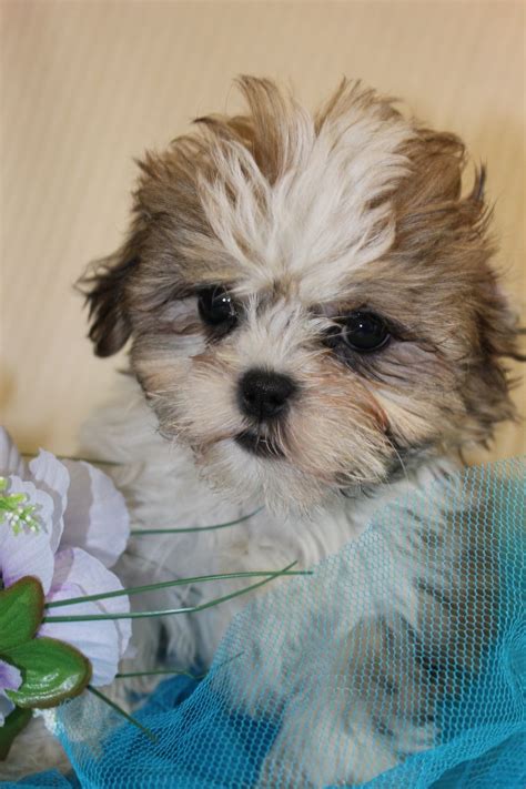 If you do have to leave your maltese shih tzu puppy alone for a few hours, it may be a relief to know that they can get along with cats and other dogs, too. 1/2 maltese x 1/2 shih tzu puppies | Sidcup, Kent | Pets4Homes