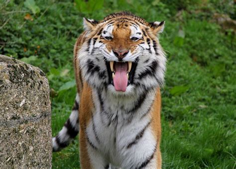 Psbattle Tiger With Its Tongue Out Rphotoshopbattles