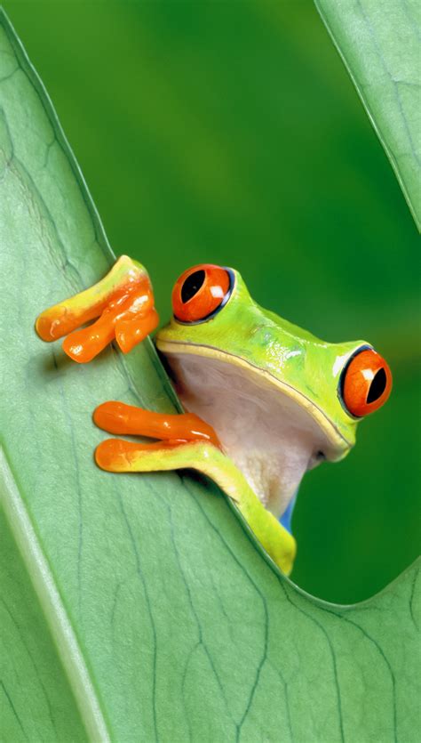 Funny Frog 4k Wallpapers Free And Easy To Download