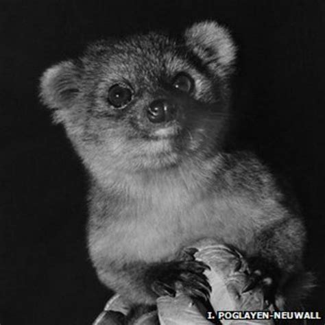 Olinguito Overlooked Mammal Carnivore Is Major Discovery Bbc News