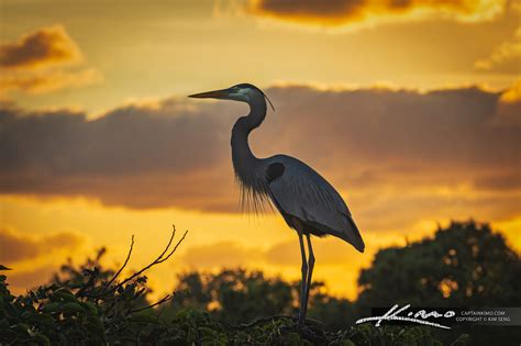 Blue Heron Standing Tall At Wakodahatchee Delray Beach Florida Hdr