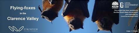 Flying Foxes In The Clarence Valley Clarence Conversations
