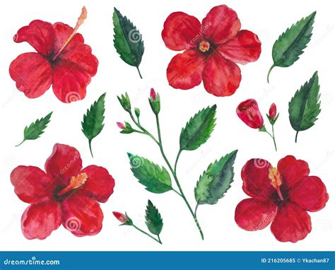 Watercolor Illustration Of Hibiscus Flowers Branches With Leaves And