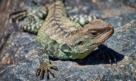 Lizards Of Australia 2 Steve Lees Photography
