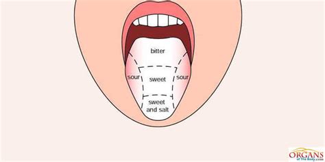 Human Tongue Parts Functions With Details And Diagram