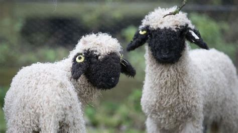 Valais Blacknose In New Zealand May Be The Worlds Cutest Sheep