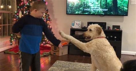 Golden retriever and girl, 8, with down's syndrome become friends for life; Child with Special Needs Training Goldendoodle Dog