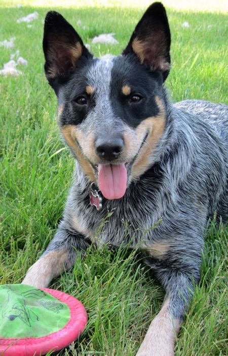 See more ideas about heeler puppies, puppies, blue heeler puppies. Kiah the Blue Heeler | Dogs | Daily Puppy