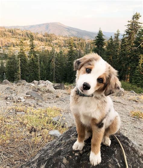Travel Adventure Nature On Instagram How Cute Is He 😍 Rate 1 10👇