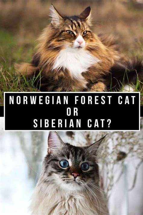 Norwegian Forest Cat Vs Siberian Cat Which To Bring Home In 2021