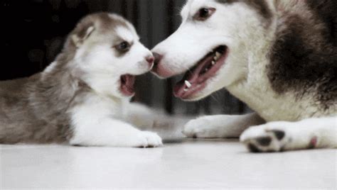 Love Cute Adorable Husky Animal Kiss Bite Animal  Puppy