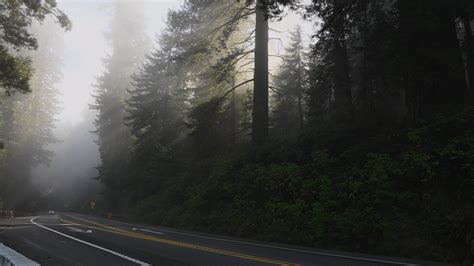 Redwood Highway 101 Northern California Usa 24472520 Stock Video At
