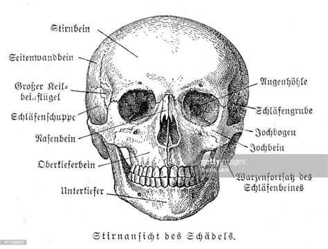 Skull Anatomy Engraving 1857 High Res Vector Graphic Getty Images