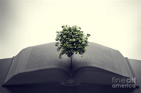 Tree Growing From An Open Book Photograph By Michal Bednarek Fine Art
