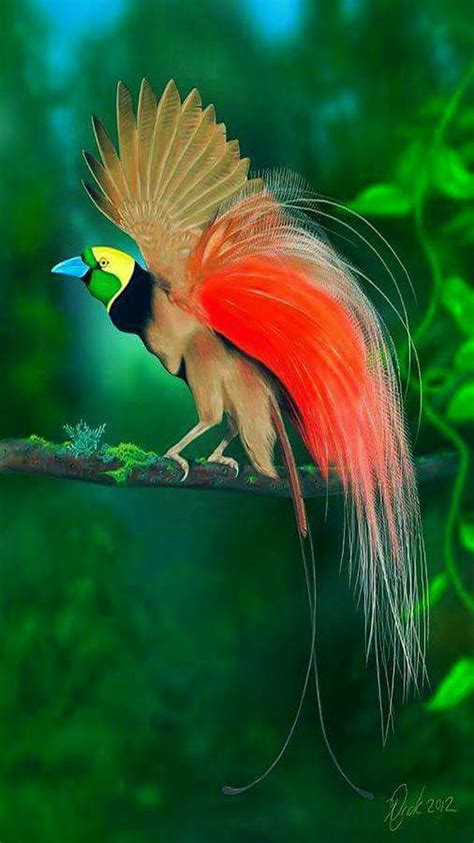 274 Best Birds Of Paradise Images On Pinterest Beautiful Birds Bird