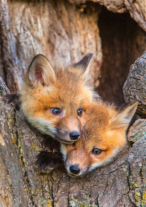 Adorable Fox Kits Jim Zuckerman Photography And Photo Tours