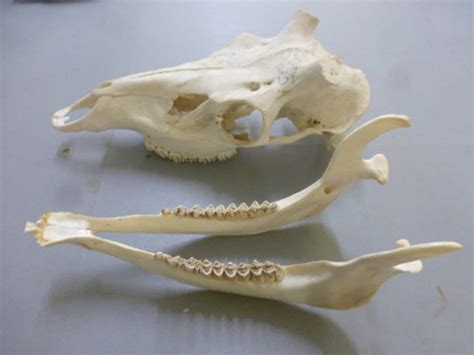 Red Deer Stag Cervus Elaphus Complete Skull Lower Upper Jaws Etsy