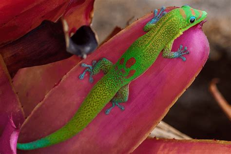 Top 10 Best Types Of Geckos For Pets More Reptiles