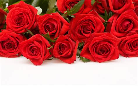 Download 379 rose bunch free vectors. 50 Beautiful Red Rose Images To Download - The WoW Style