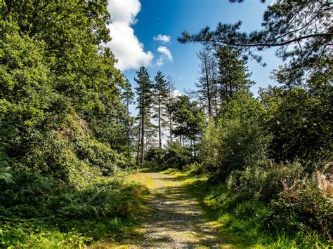 Path In Coed Ty Llwyd Cwm Rheidol © John Lucas Cc By Sa20 Geograph Britain And Ireland