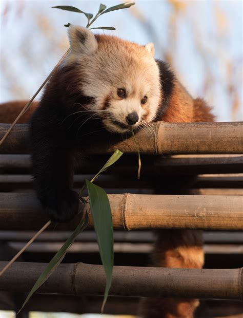Download Wallpaper 4016x5245 Red Panda Cute Bamboo Hd Background