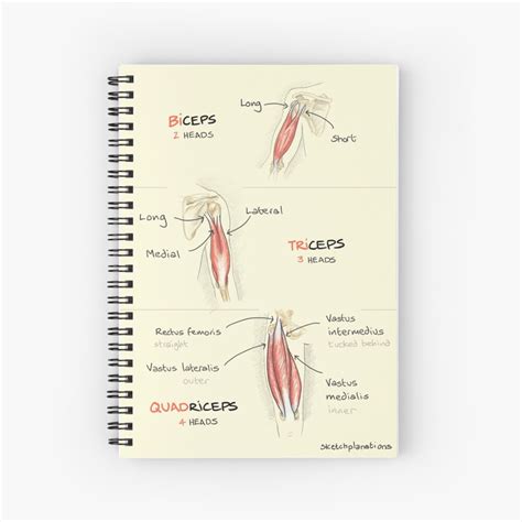 Biceps Triceps Quadriceps Spiral Notebook For Sale By
