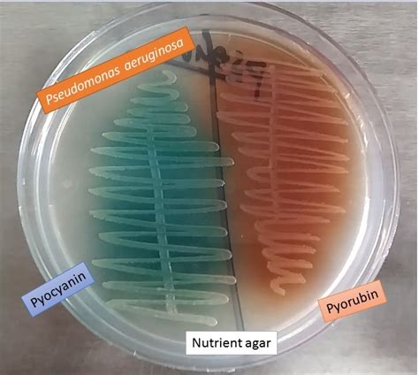 Pseudomonas Pigment Introduction Types And Its Details